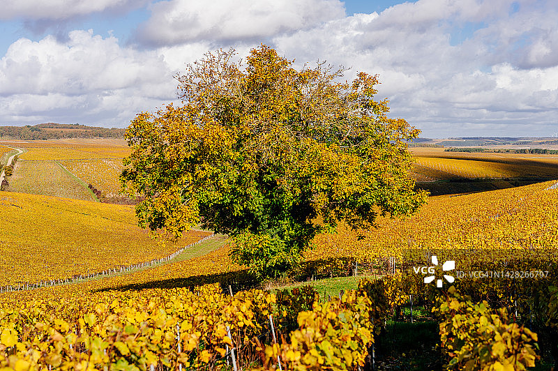 法国勃艮第的树木和黄色葡萄园图片素材