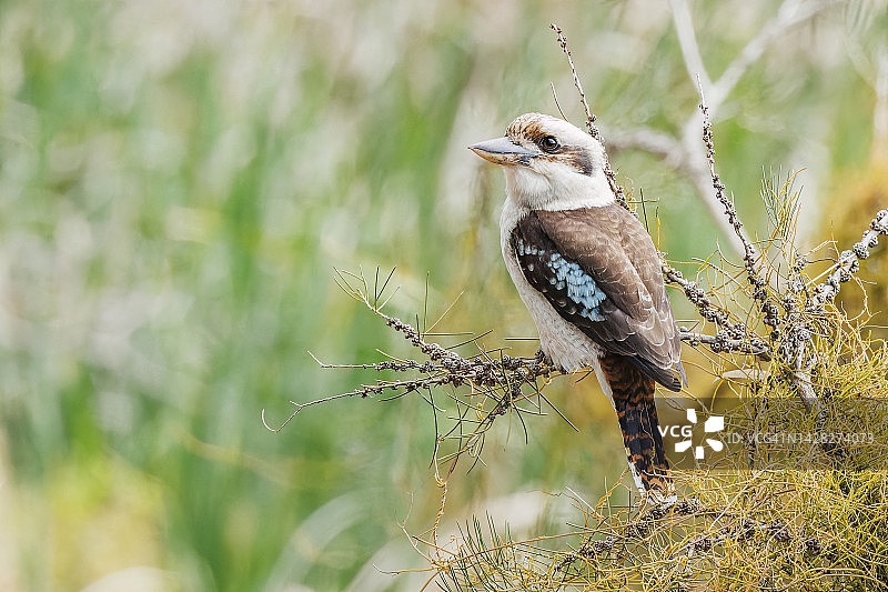 澳大利亚比布拉湖笑翠鸟图片素材