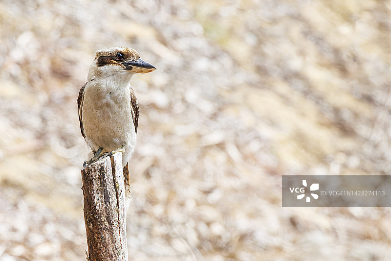 澳大利亚比布拉湖笑翠鸟图片素材
