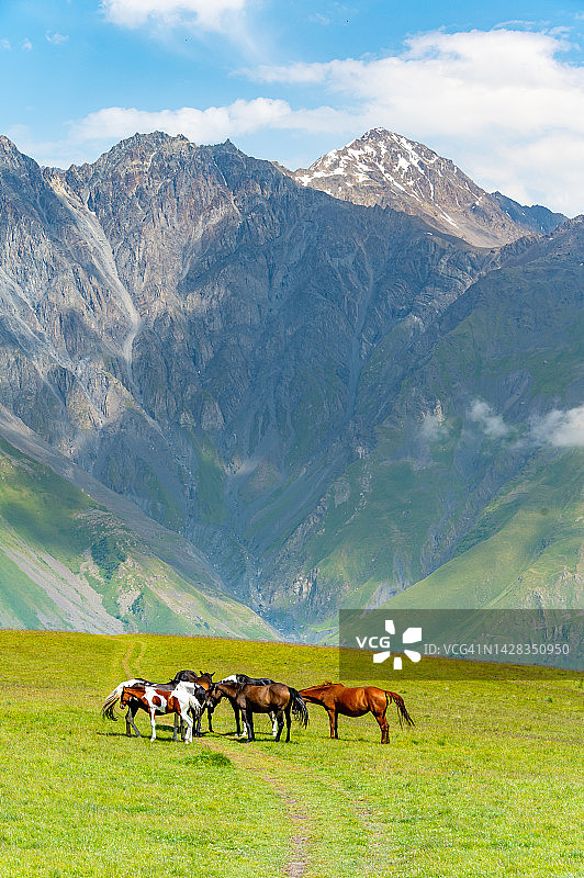 格鲁吉亚卡兹别克山区的野马图片素材