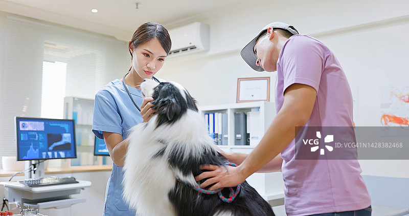 兽医检查狗图片素材