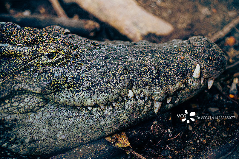 慵懒的鳄鱼图片素材