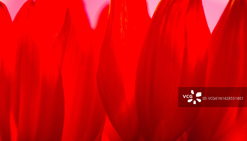 染色的红色向日葵花瓣图片素材