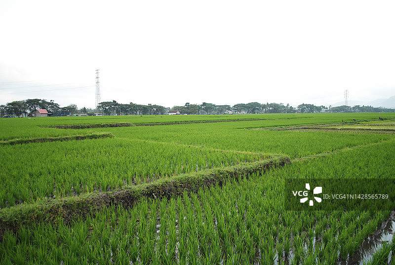 水稻施肥过程图片素材