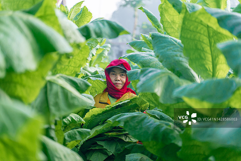 烟草收割图片素材