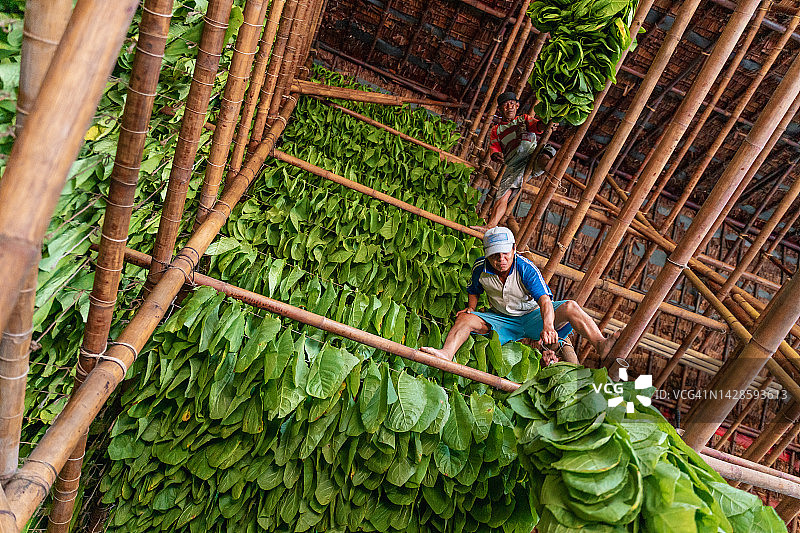 整理烟叶图片素材