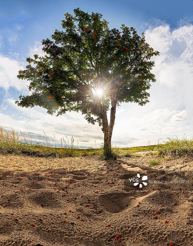 沙滩上的花楸树及其浆果，低角度拍摄图片素材