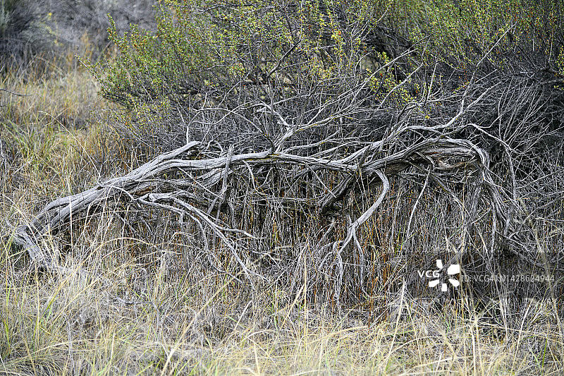加拿大不列颠哥伦比亚省奥索尤斯印第安人保护区1号内的南奥卡诺根地区图片素材