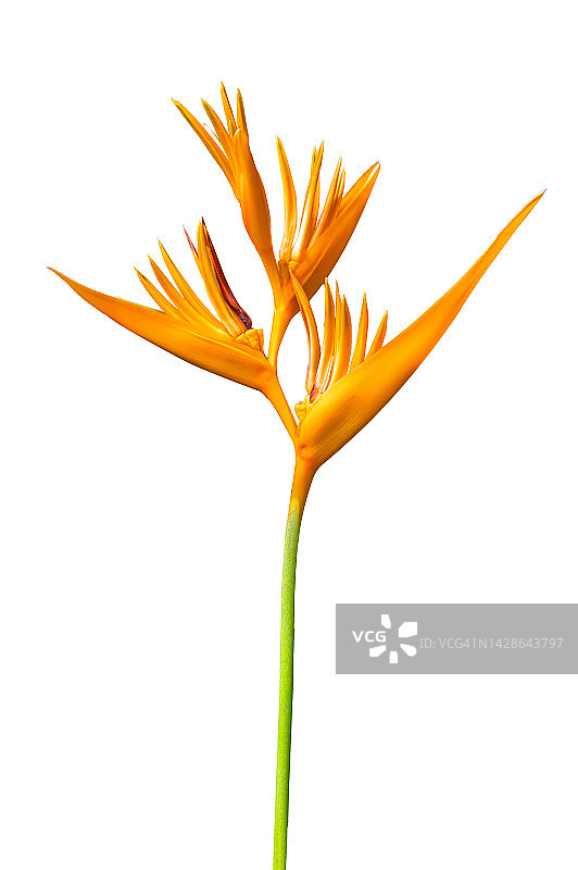 白色背景下的鹤望兰图片素材