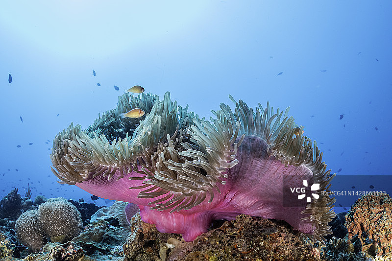 俾斯麦海的银莲花和小丑鱼，巴布亚新几内亚图片素材