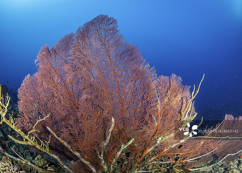 俾斯麦海金贝湾海扇图片素材