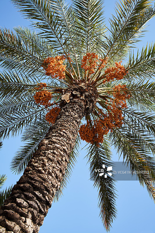 蓝天下，从下方仰视的带橙色浆果的热带棕榈树图片素材
