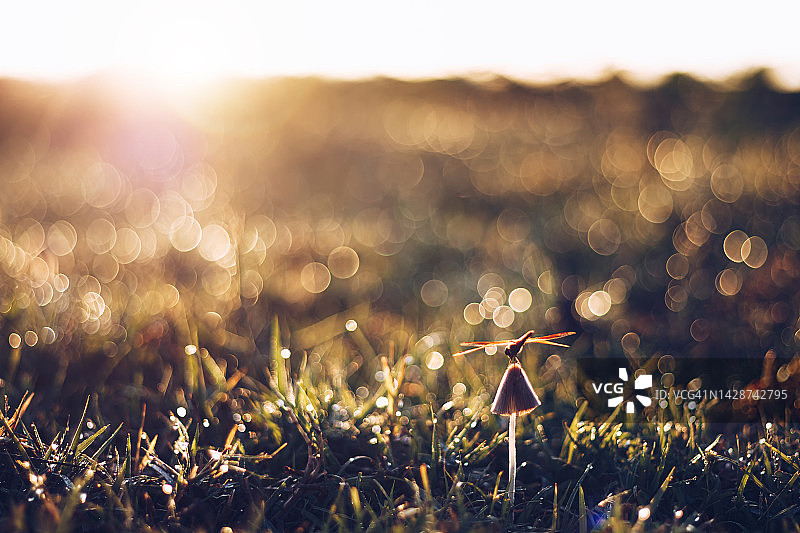 早晨蘑菇的散景模糊背景图片素材