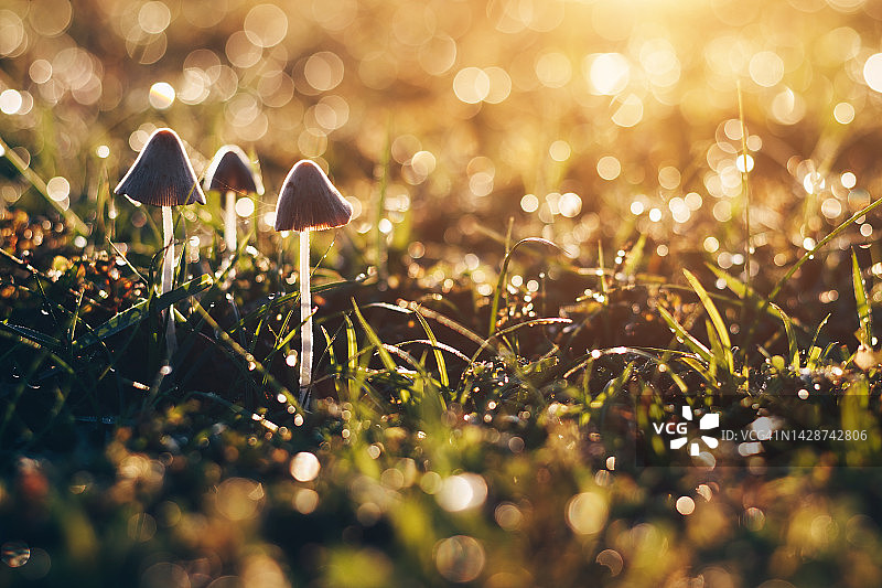 早晨蘑菇的散景模糊背景图片素材