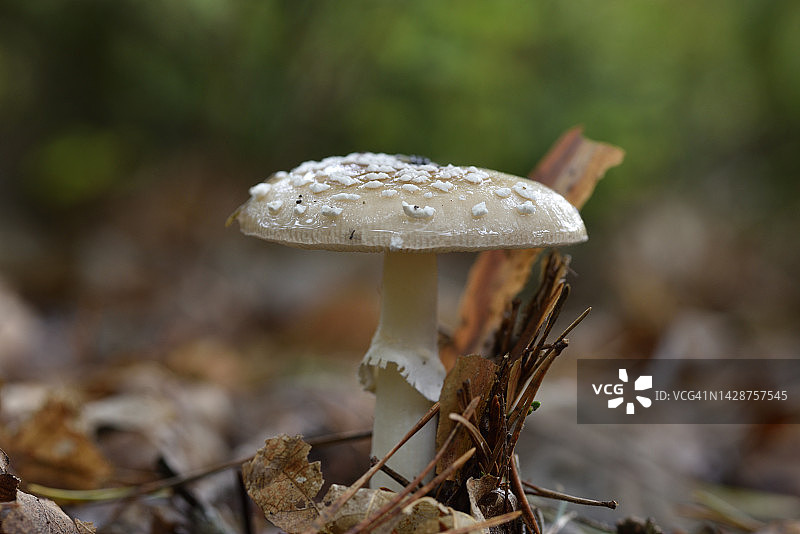 豹斑鹅膏菌图片素材