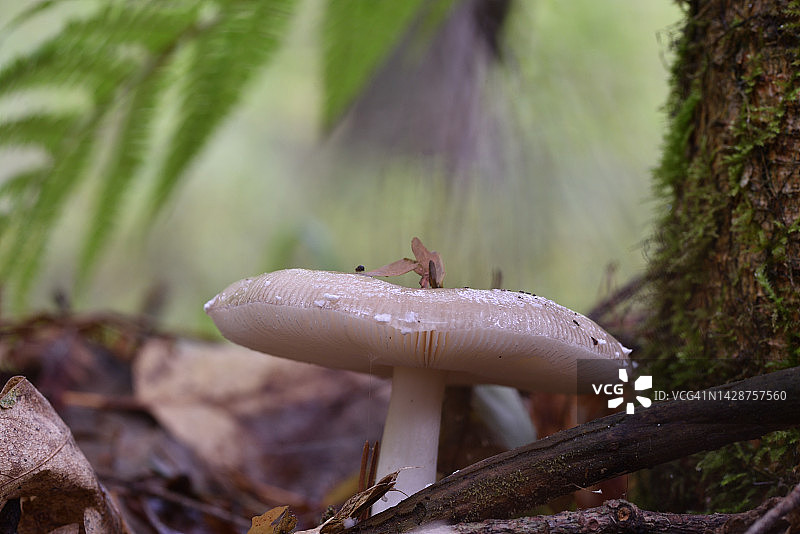 豹斑鹅膏菌图片素材