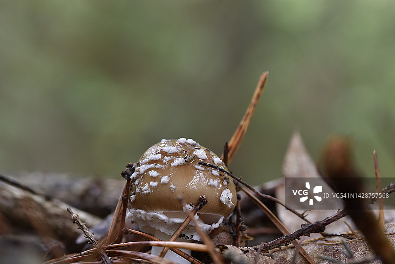 豹斑鹅膏菌图片素材