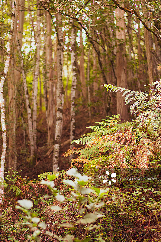 秋季田园诗般的森林景观图片素材
