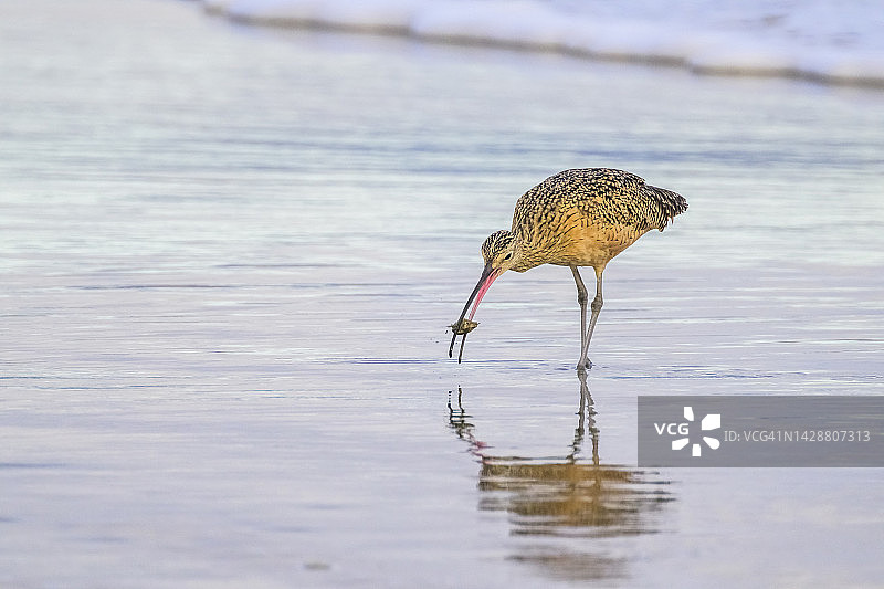 族麻鹬图片素材