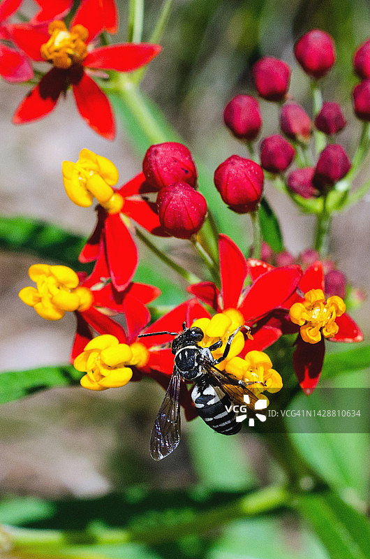 胡蜂在马利筋花上觅食图片素材