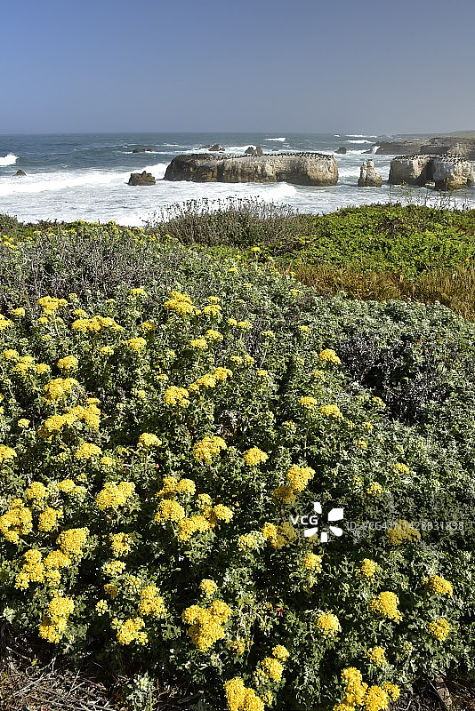 黄色花朵与海洋图片素材