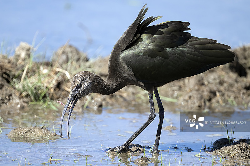 白面彩鹮与小虫图片素材