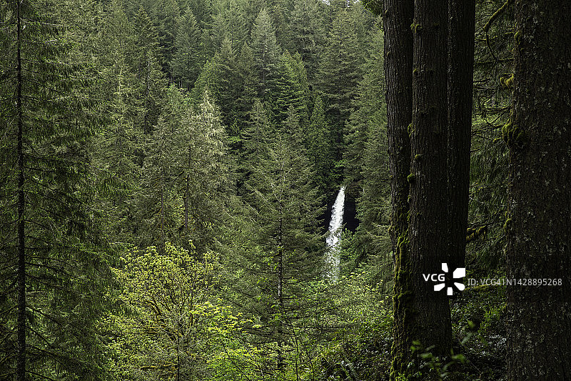 银瀑州立公园枫树岭小径南瀑布的广角镜头图片素材