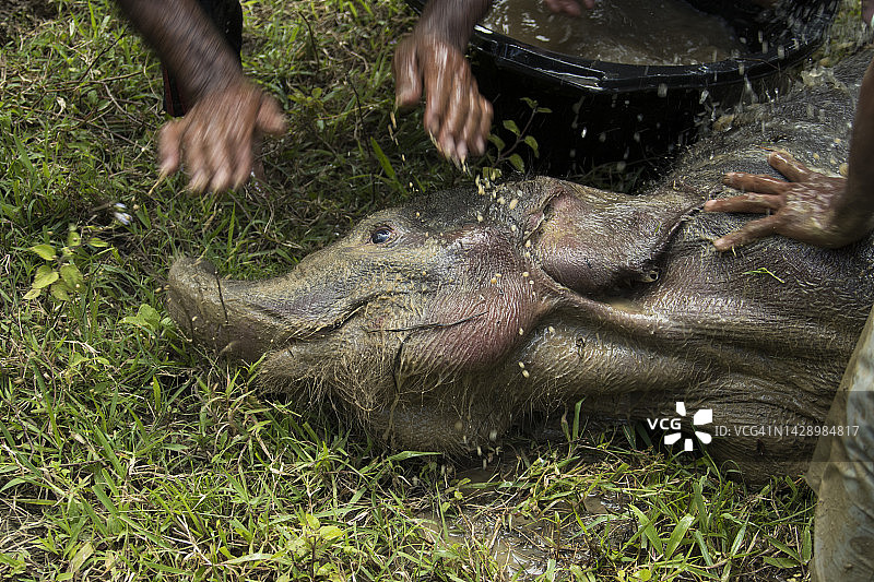 困在泥中的小野象图片素材