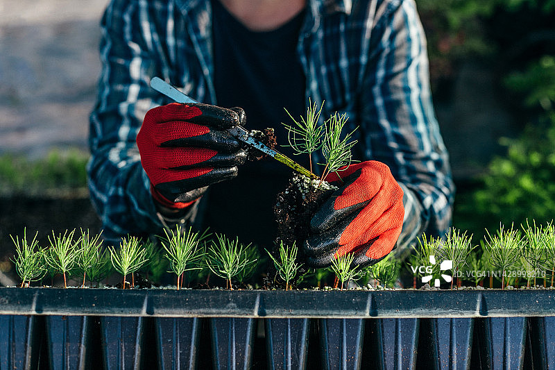女人双手在育苗盘中种植松树苗图片素材