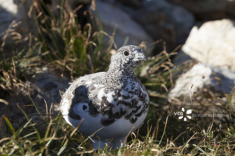 雷鸟肖像图片素材