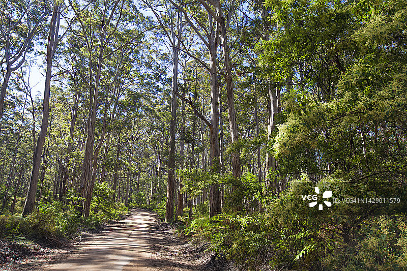 西澳大利亚博拉纳普森林的卡里森林和土路图片素材