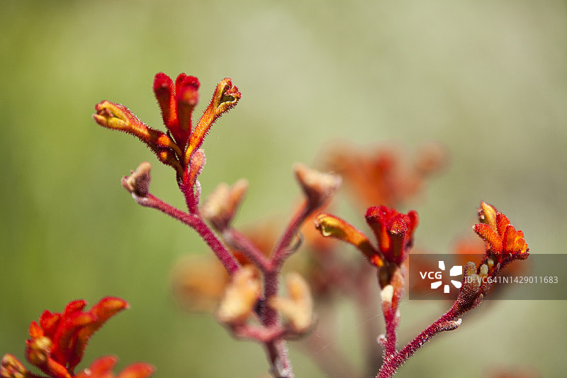原产于澳大利亚西南部的袋鼠爪花图片素材