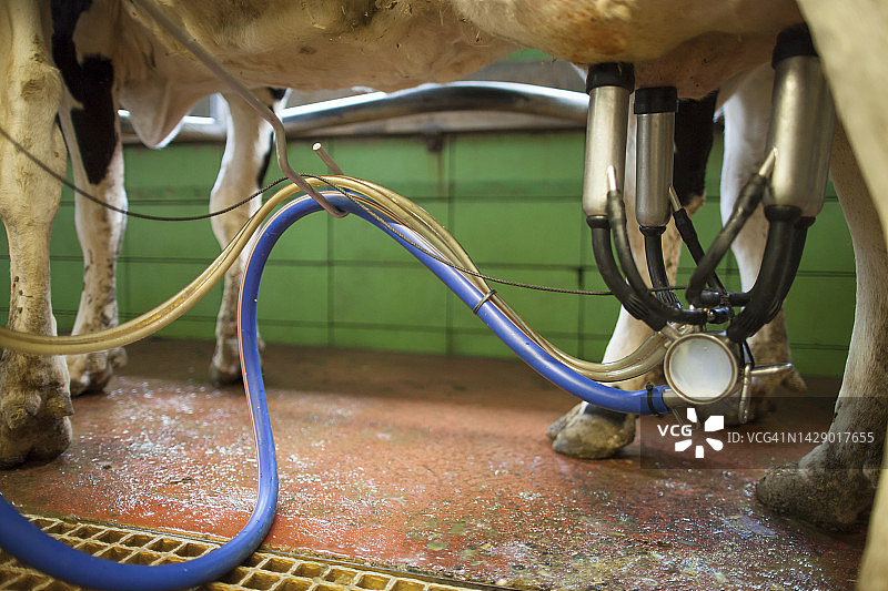 加拿大奇利瓦克奶牛场挤奶机挤奶图片素材