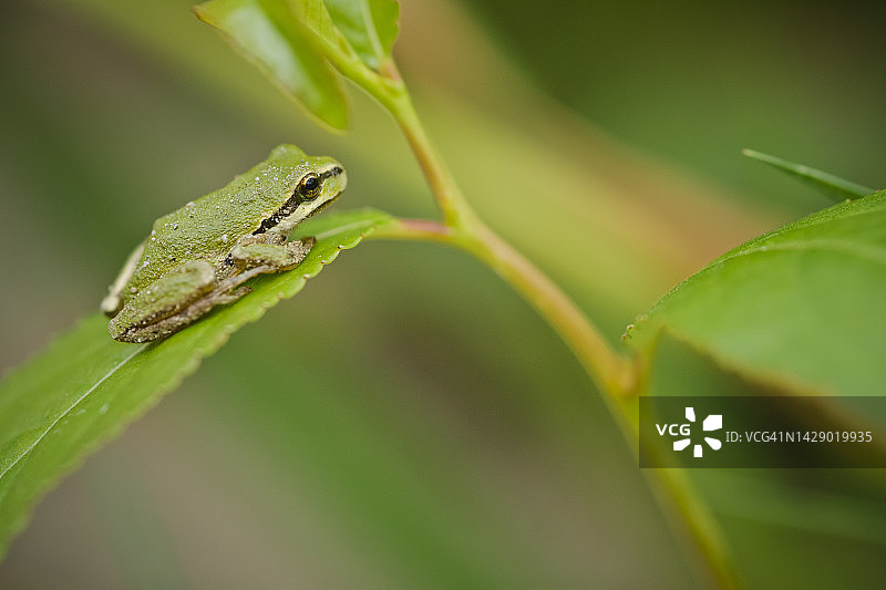栖息在树叶上的美洲绿树蛙图片素材