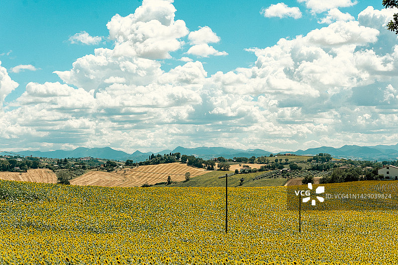 向日葵田图片素材