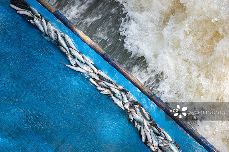 渔梁中捕获的各种鱼类特写图片素材