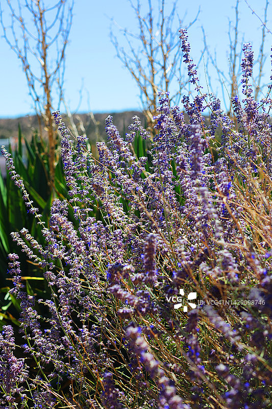 俄罗斯紫色鼠尾草图片素材