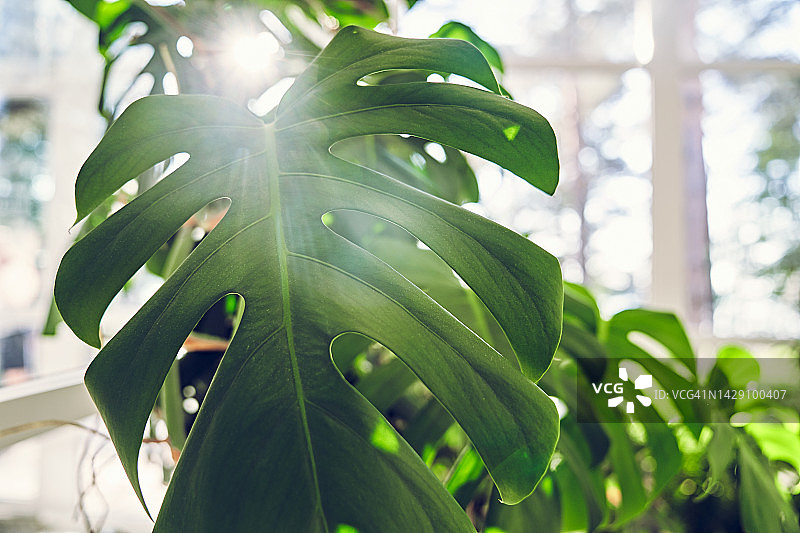 阳光下冬季花园里盆栽龟背竹。在美丽的自然阳光下拍摄的热带植物的特写镜头。植物背景。图片素材