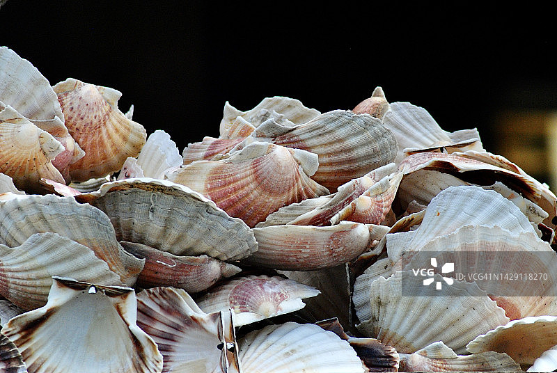 空的扇贝壳图片素材