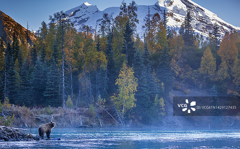 阿拉斯加克拉克湖国家公园红oubt火山脚下晨雾中的棕熊图片素材