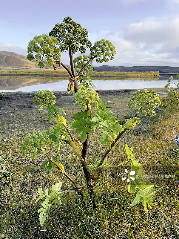盛开的当归植物图片素材
