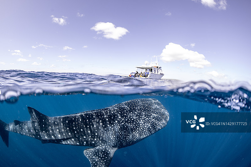 鲸鲨观光之旅图片素材