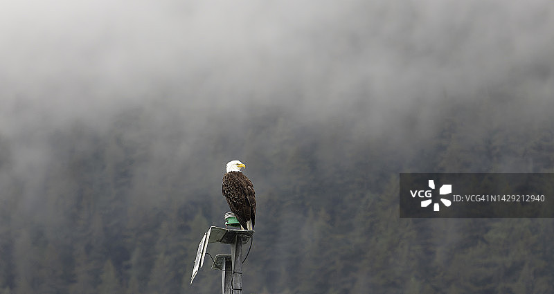 白头海雕栖息图片素材
