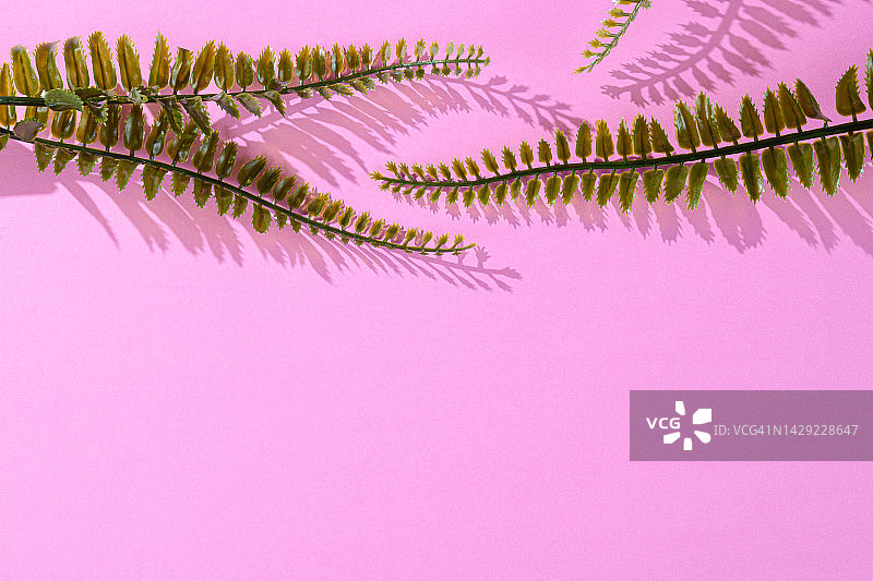 蕨类植物的叶子图片素材