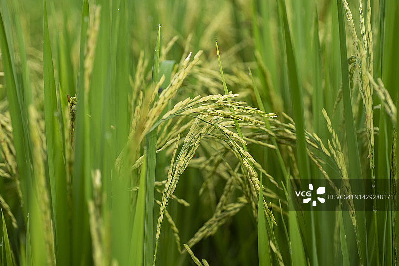 绿色稻田农业种植园中稻穗特写图片素材