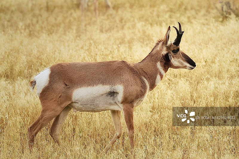 大提顿国家公园里的年轻野生叉角羚图片素材