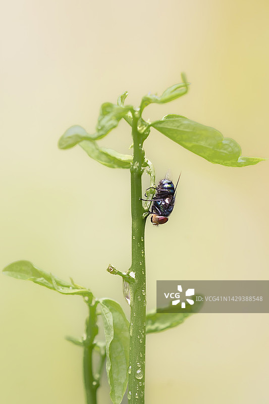 绿植上的丽蝇图片素材