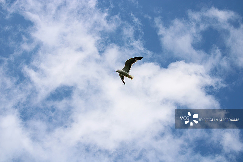 北海的海鸥图片素材