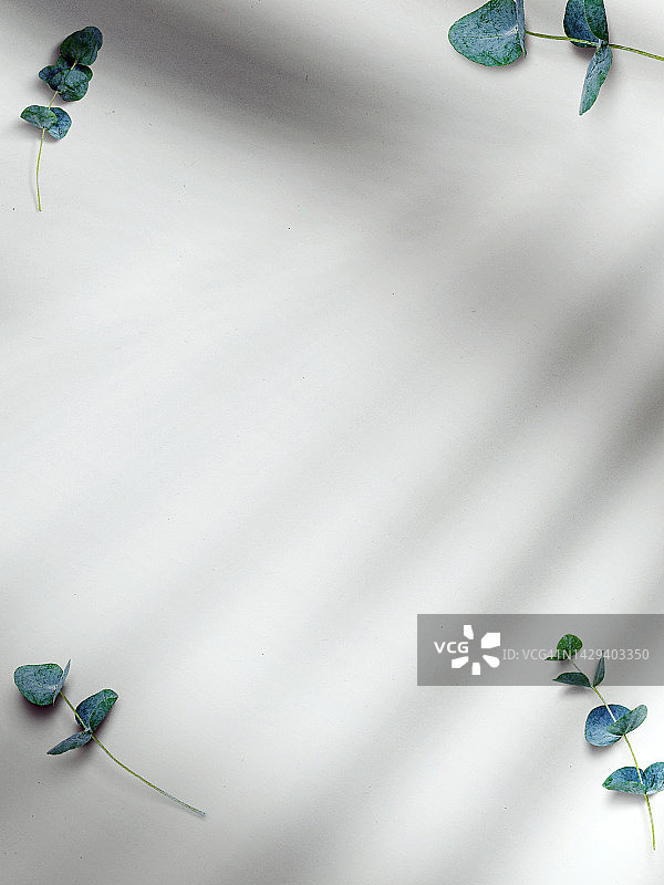 白色背景、桉树枝和阴影图片素材