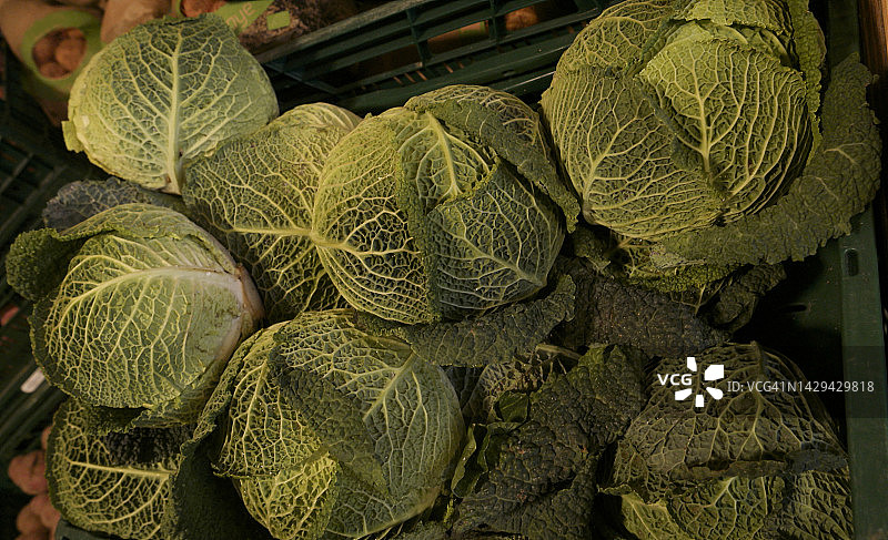 皱叶甘蓝图片素材